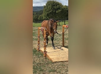 American Quarter Horse, Stute, 3 Jahre, Brauner