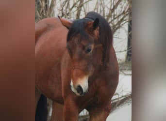 American Quarter Horse, Stute, 3 Jahre, Brauner
