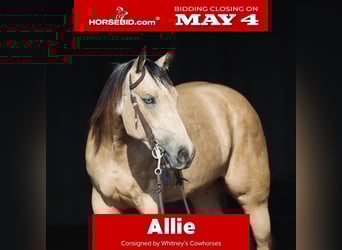 American Quarter Horse, Stute, 3 Jahre, Buckskin