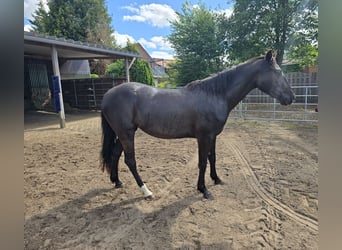 American Quarter Horse, Stute, 3 Jahre