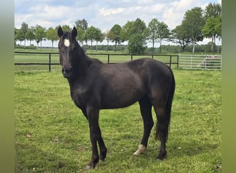 American Quarter Horse, Stute, 3 Jahre