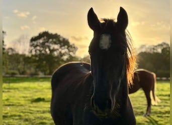 American Quarter Horse, Stute, 3 Jahre