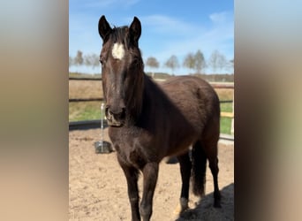 American Quarter Horse, Stute, 3 Jahre