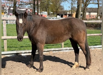 American Quarter Horse, Stute, 3 Jahre