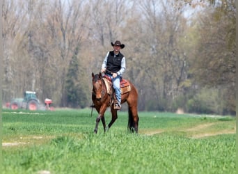 American Quarter Horse, Stute, 3 Jahre, Dunkelbrauner