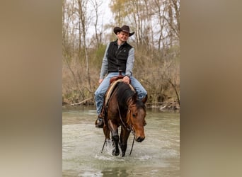 American Quarter Horse, Stute, 3 Jahre, Dunkelbrauner