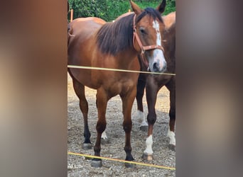 American Quarter Horse, Stute, 3 Jahre, Dunkelfuchs