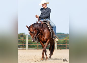 American Quarter Horse, Stute, 3 Jahre, Dunkelfuchs