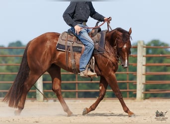 American Quarter Horse, Stute, 3 Jahre, Dunkelfuchs
