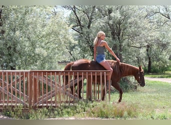 American Quarter Horse, Stute, 3 Jahre, Dunkelfuchs