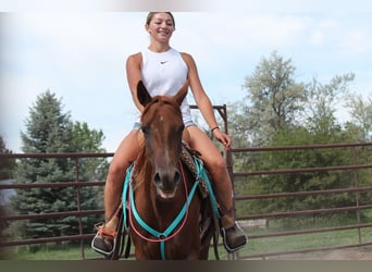 American Quarter Horse, Stute, 3 Jahre, Dunkelfuchs