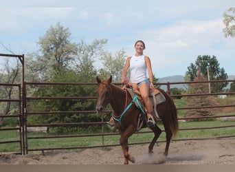 American Quarter Horse, Stute, 3 Jahre, Dunkelfuchs