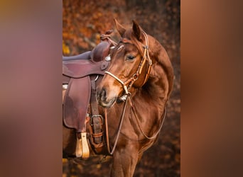 American Quarter Horse, Stute, 3 Jahre, Fuchs