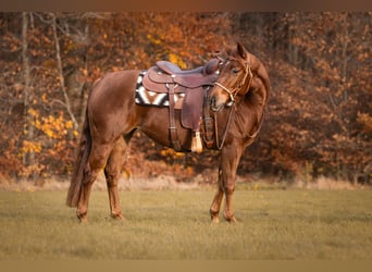 American Quarter Horse, Stute, 3 Jahre, Fuchs