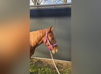 American Quarter Horse, Stute, 3 Jahre, Fuchs