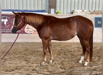 American Quarter Horse, Stute, 3 Jahre, Fuchs