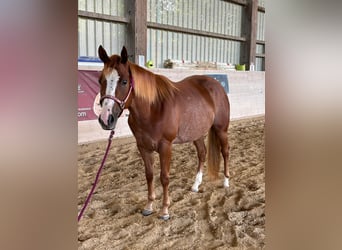 American Quarter Horse, Stute, 3 Jahre, Fuchs