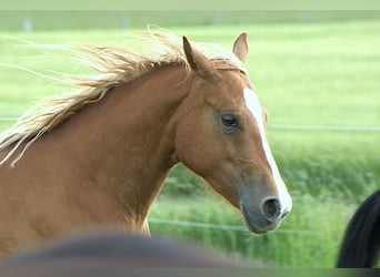 American Quarter Horse, Stute, 3 Jahre, Fuchs