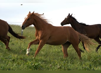 American Quarter Horse, Stute, 3 Jahre, Fuchs