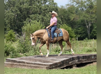 American Quarter Horse, Stute, 3 Jahre, Palomino