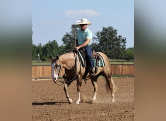 American Quarter Horse, Stute, 3 Jahre, Palomino