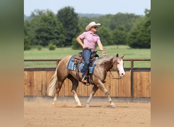 American Quarter Horse, Stute, 3 Jahre, Palomino