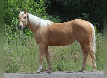 American Quarter Horse, Stute, 3 Jahre, Palomino
