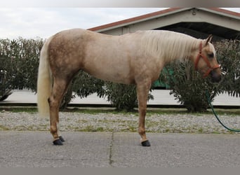 American Quarter Horse, Stute, 3 Jahre, Palomino