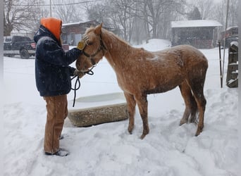 American Quarter Horse, Stute, 3 Jahre, Palomino