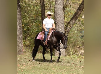 American Quarter Horse, Stute, 3 Jahre, Rappe