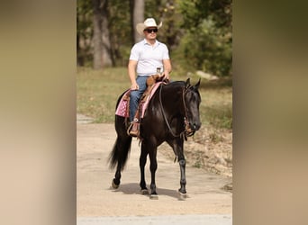 American Quarter Horse, Stute, 3 Jahre, Rappe