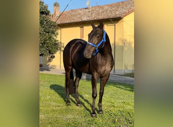 American Quarter Horse, Stute, 3 Jahre, Rappe