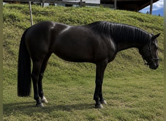 American Quarter Horse, Stute, 3 Jahre, Rappe