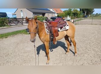 American Quarter Horse, Stute, 3 Jahre, Red Dun