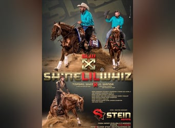 American Quarter Horse, Stute, 3 Jahre
