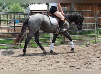 American Quarter Horse, Stute, 3 Jahre, Roan-Blue