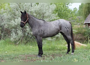 American Quarter Horse, Stute, 3 Jahre, Roan-Blue
