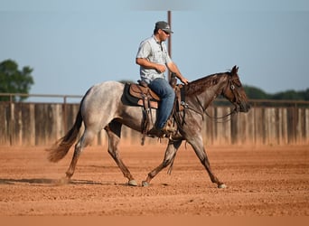 American Quarter Horse, Stute, 3 Jahre, Roan-Red