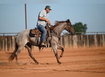 American Quarter Horse, Stute, 3 Jahre, Roan-Red