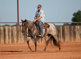 American Quarter Horse, Stute, 3 Jahre, Roan-Red