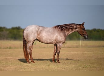 American Quarter Horse, Stute, 3 Jahre, Roan-Red