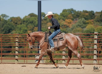 American Quarter Horse, Stute, 3 Jahre, Roan-Red