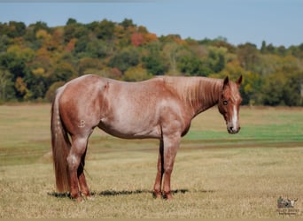 American Quarter Horse, Stute, 3 Jahre, Roan-Red