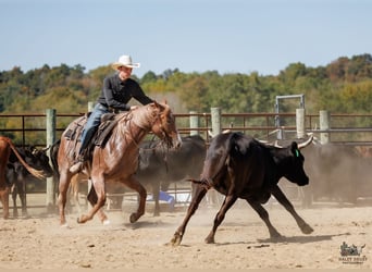 American Quarter Horse, Stute, 3 Jahre, Roan-Red