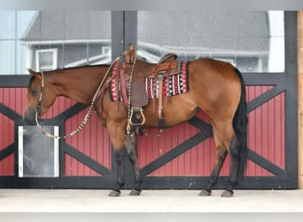 American Quarter Horse, Stute, 3 Jahre, Rotbrauner