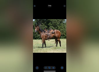 American Quarter Horse, Stute, 3 Jahre, Rotbrauner