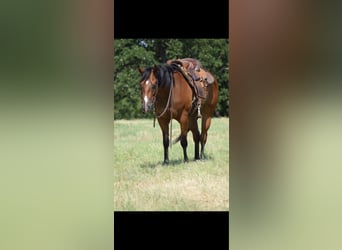 American Quarter Horse, Stute, 3 Jahre, Rotbrauner
