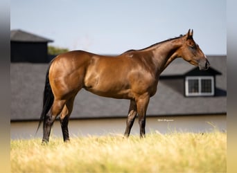 American Quarter Horse, Stute, 3 Jahre, Rotbrauner