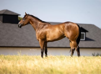 American Quarter Horse, Stute, 3 Jahre, Rotbrauner