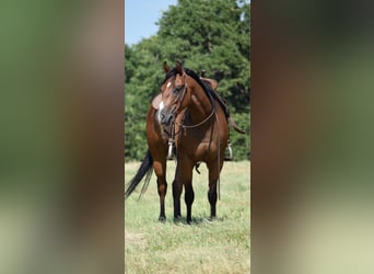 American Quarter Horse, Stute, 3 Jahre, Rotbrauner